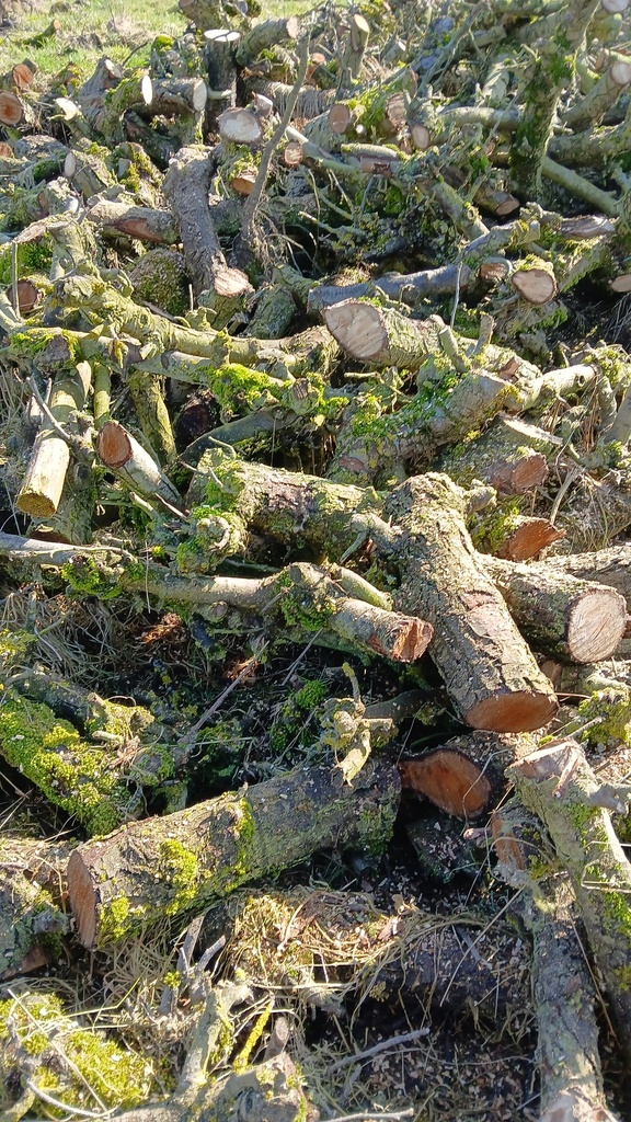 [5901] Stère de bois frais coupé  ( pommier) diamètre 10 cm max ou fendu .