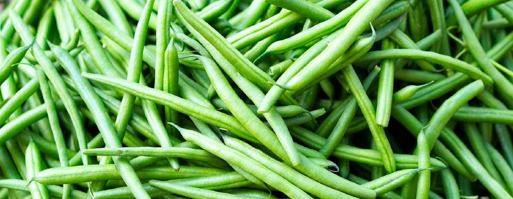 Haricots verts Bio