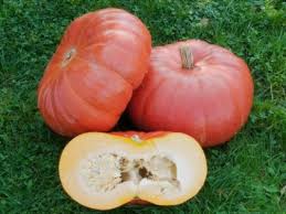 Potiron rouge AU KG