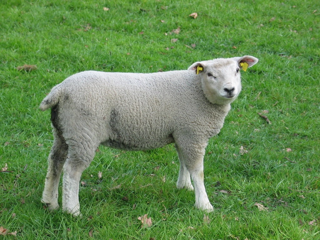 [666] Agneau moutons 70g