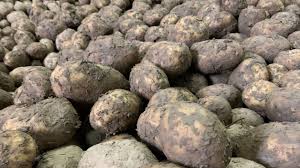 PDT  bio farineuses Agria