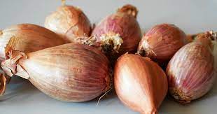 [5124] Echalotes Bio AU KG