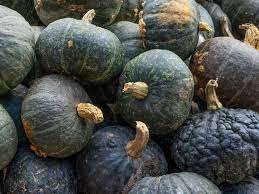 Potiron vert Hokkaido