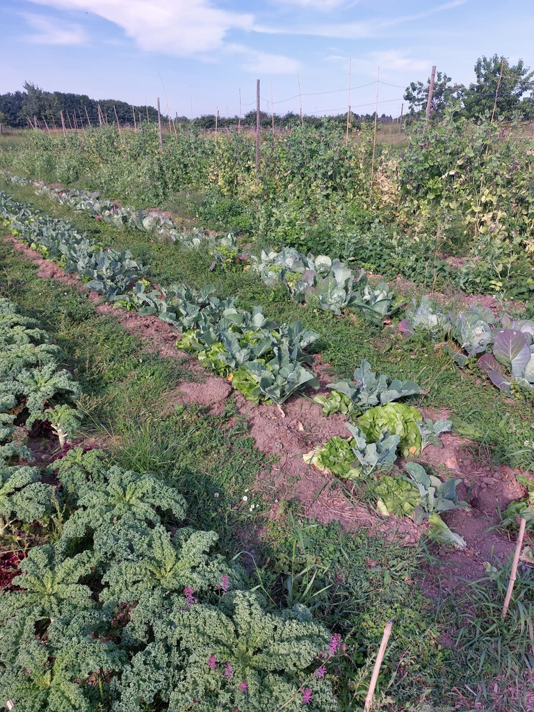 Abonnement AC9 de légumes du  1/04/2026 au 30/03/2027 avec 9 h de formations