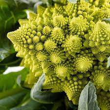 Chou Romanesco bio