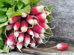 Radis Bio F5B /botte