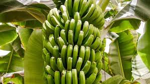 Banane Bio au KG  ( Canaries)