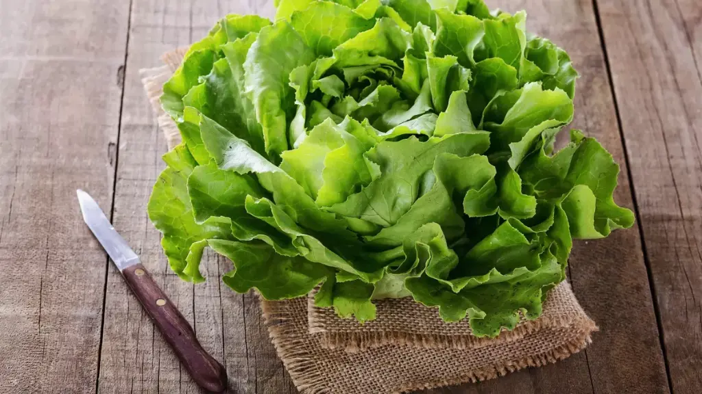 Laitue Bio (salade) la pièce
