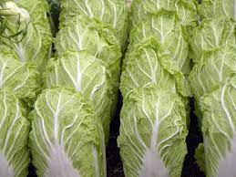 Chou Chinois Bio la pièce 