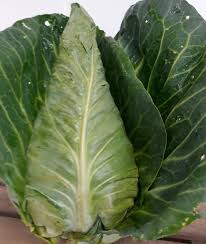Chou pointu (cabus) Bio la pièce