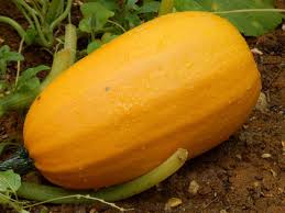 Courge Spaghettis BIO 