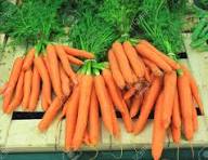 Carottes jeunes en  bottes 