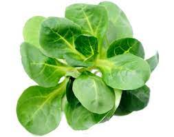 [5128] Mâche ( doucette) Bio au kg