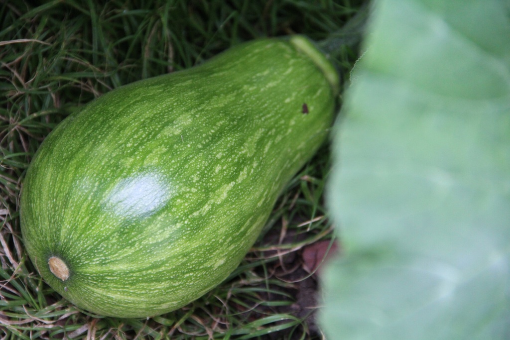 Courge Sucrine du Berry 