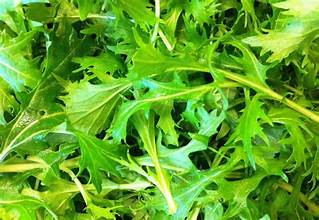 Mizuna ( salade asiatique non piquante)